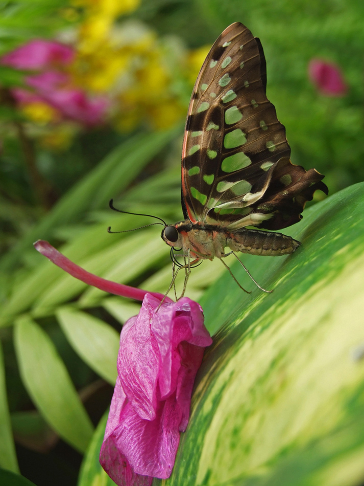 Graphium agamemmon