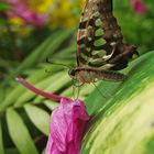 Graphium agamemmon