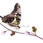 Graphium agamemnon