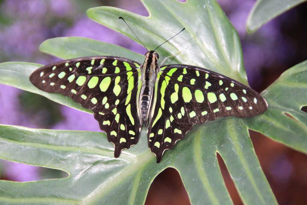  Graphium agamemnon 