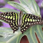  Graphium agamemnon 