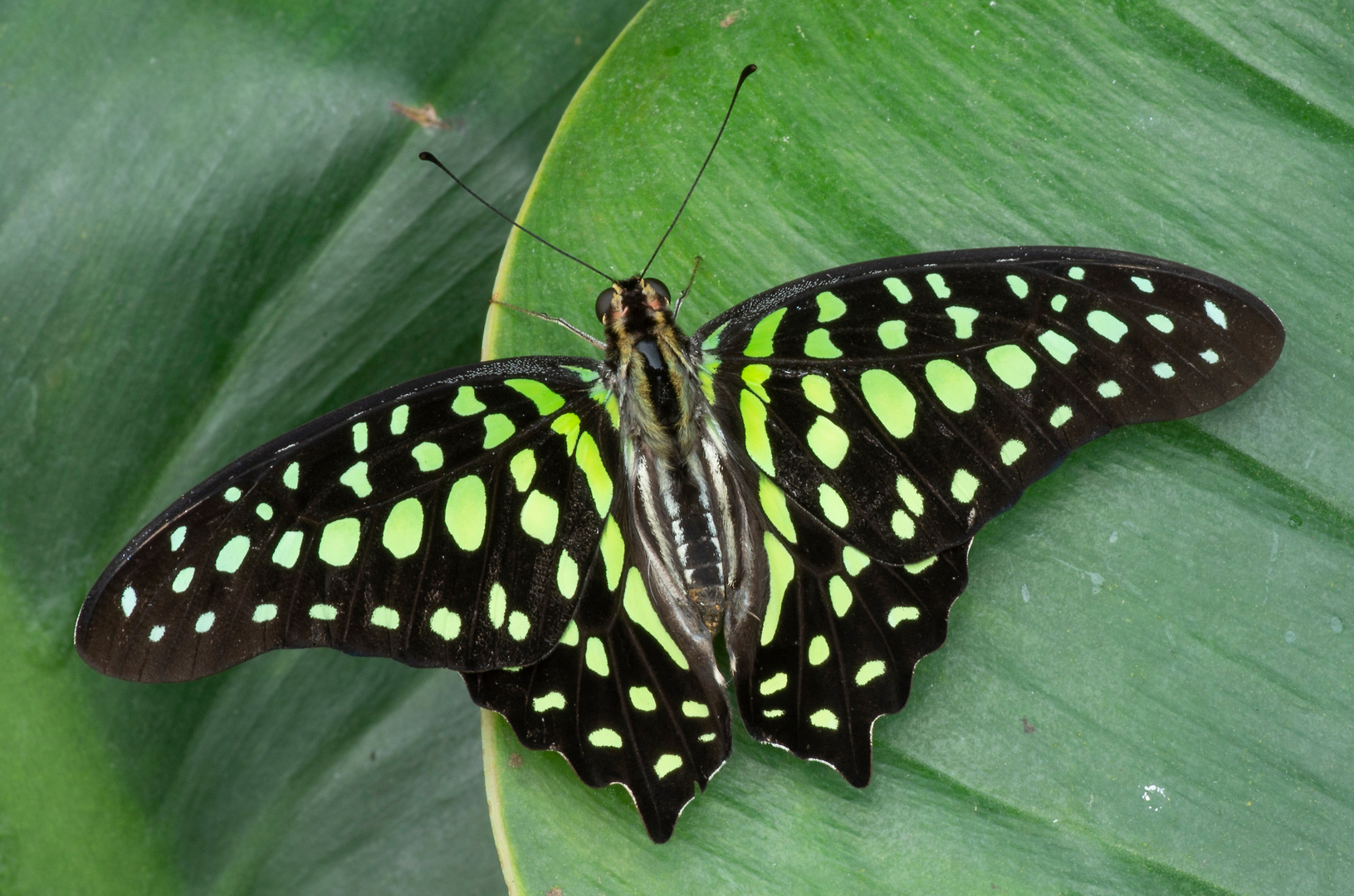 Graphium agamemnon