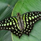 Graphium agamemnon