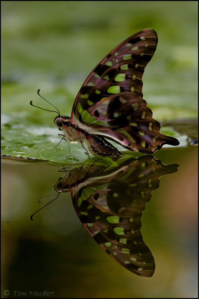 Graphium agamemnon