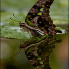 Graphium agamemnon