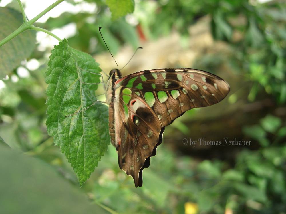 Graphium agamemnon