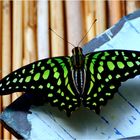 Graphium agamemnon