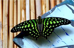 Graphium agamemnon