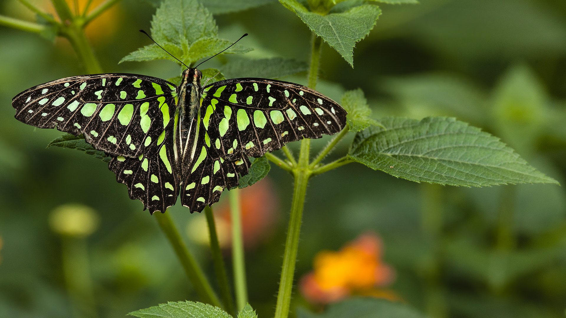  Graphium agamemnon