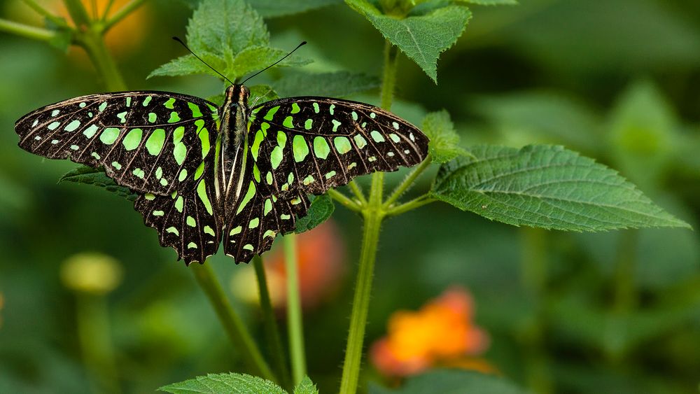  Graphium agamemnon