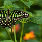  Graphium agamemnon