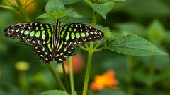  Graphium agamemnon