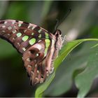 Graphium agamemnon