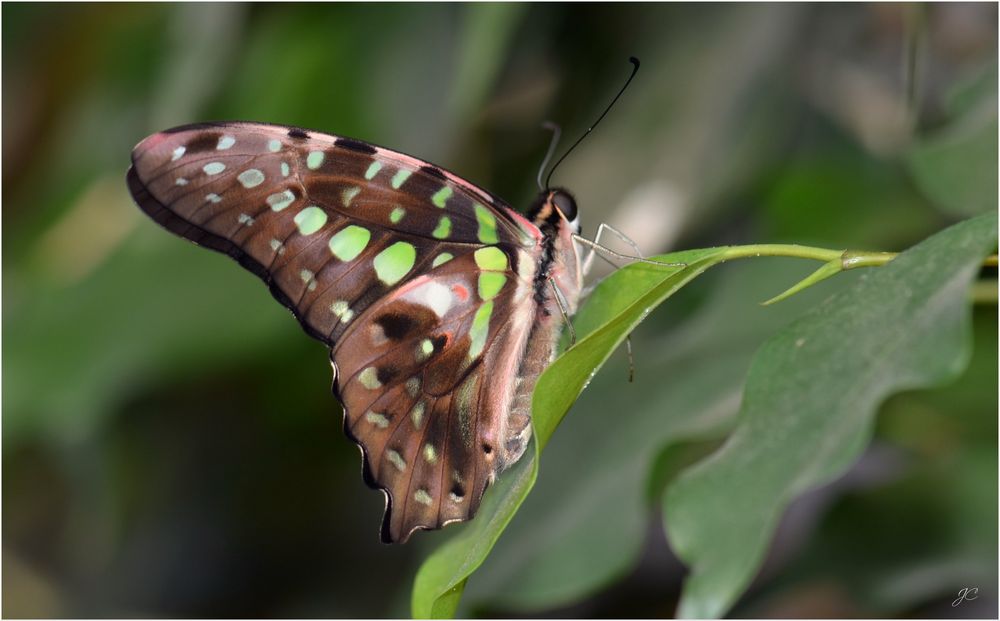 Graphium agamemnon