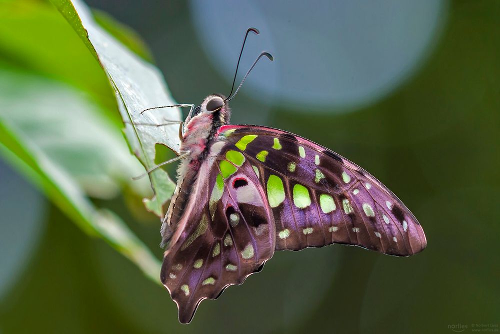 Graphium agamemnon