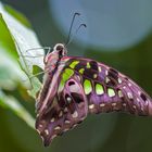 Graphium agamemnon