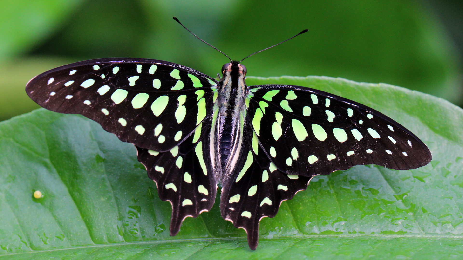 Graphium agamemnon