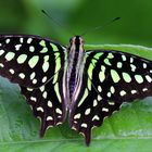 Graphium agamemnon