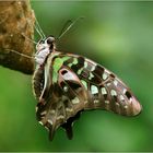 Graphium agamemnon