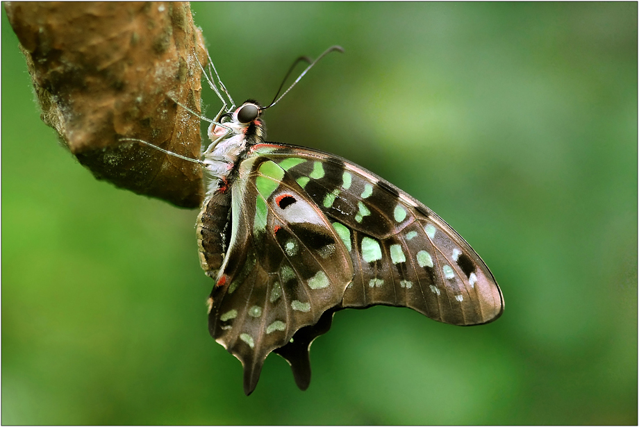 Graphium agamemnon