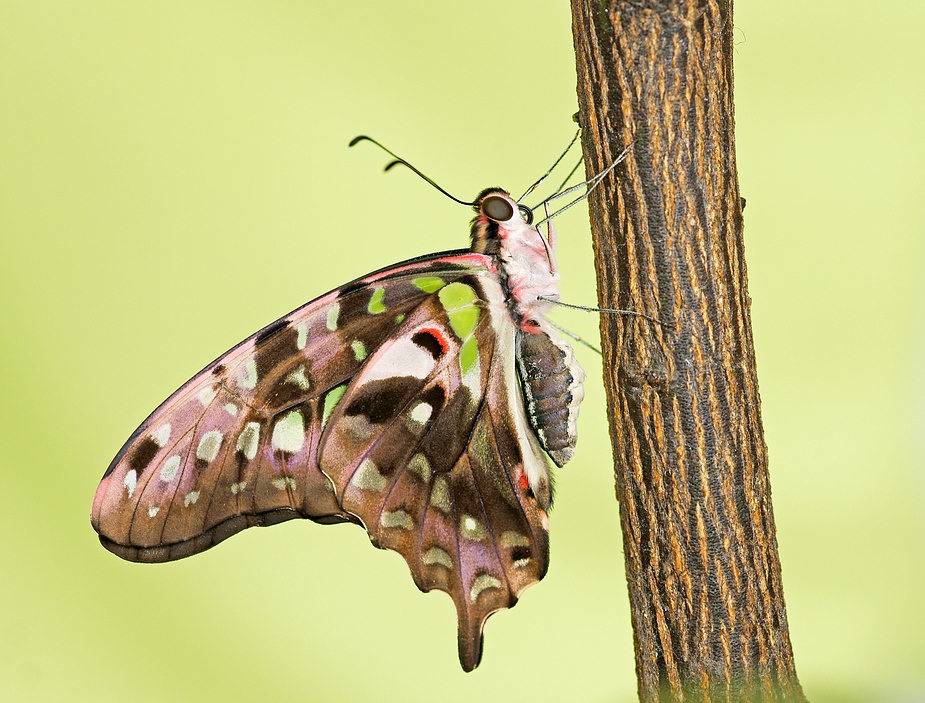 Graphium agamemnon