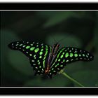 Graphium Agamemnon