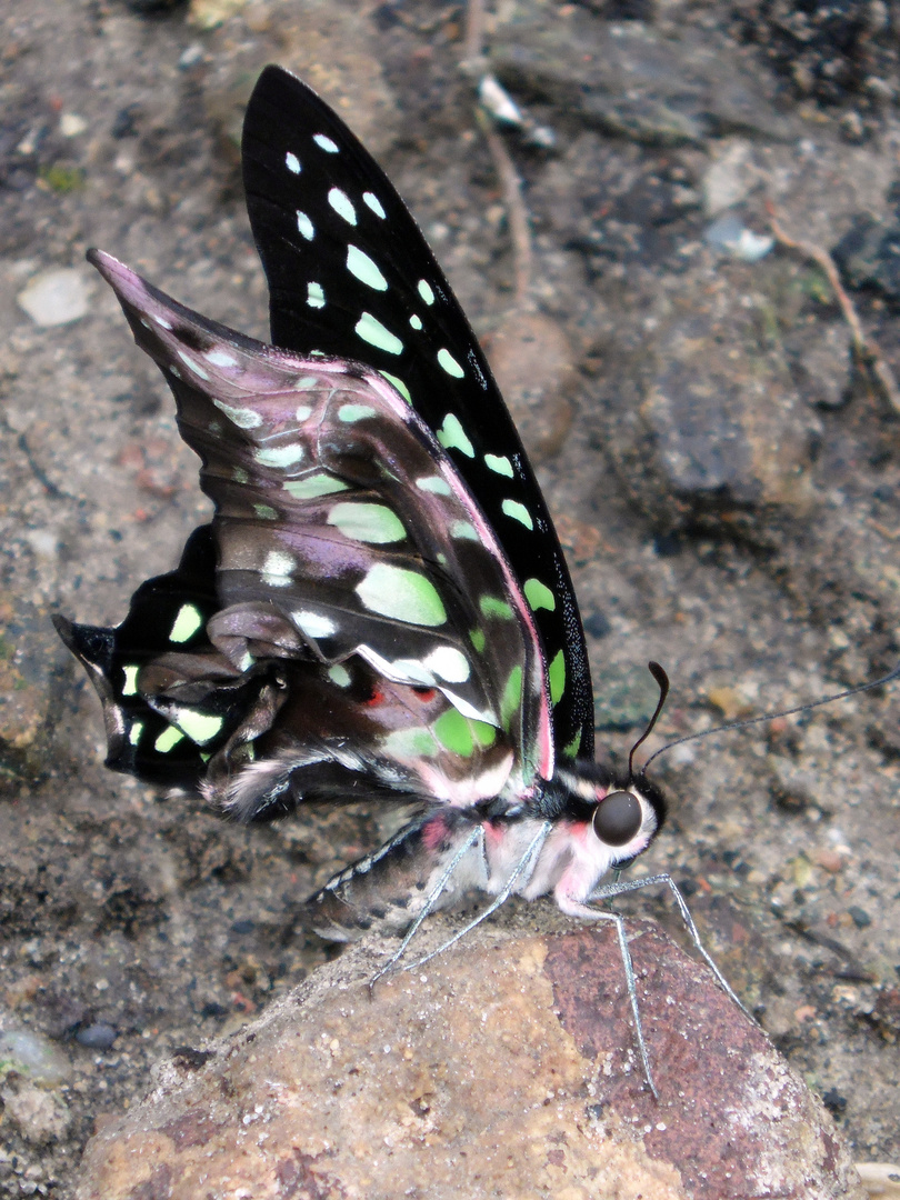 Graphium Agamemnon