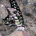 Graphium Agamemnon