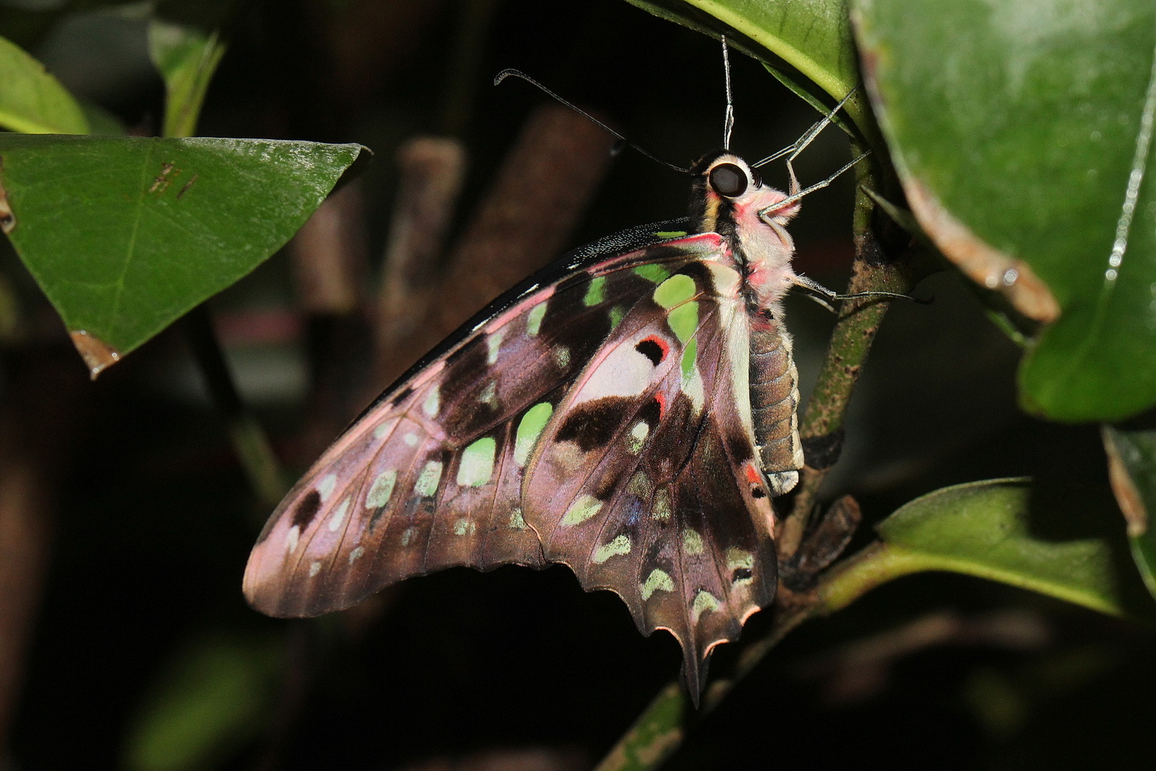 Graphium agamemnon