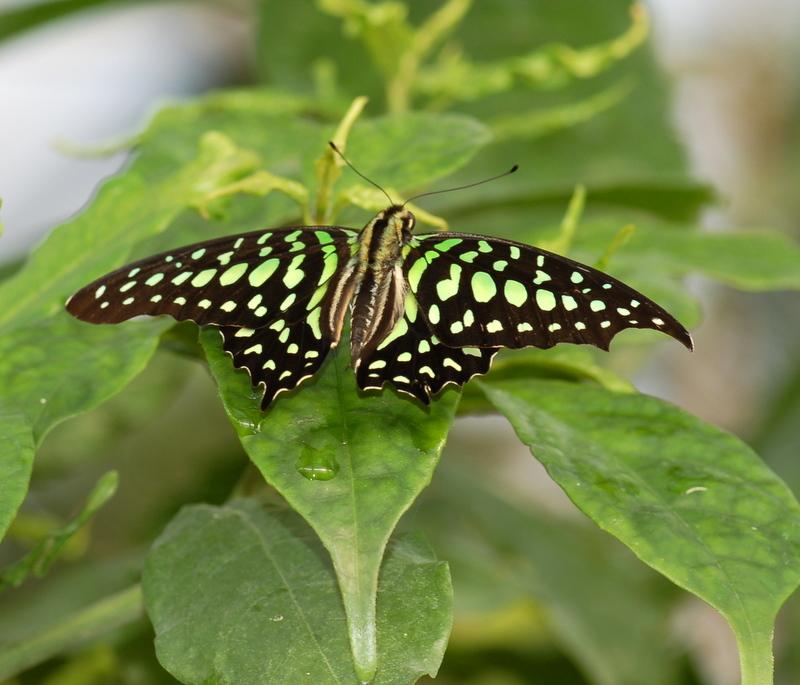 Graphium agamemnon