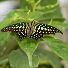 Graphium agamemnon