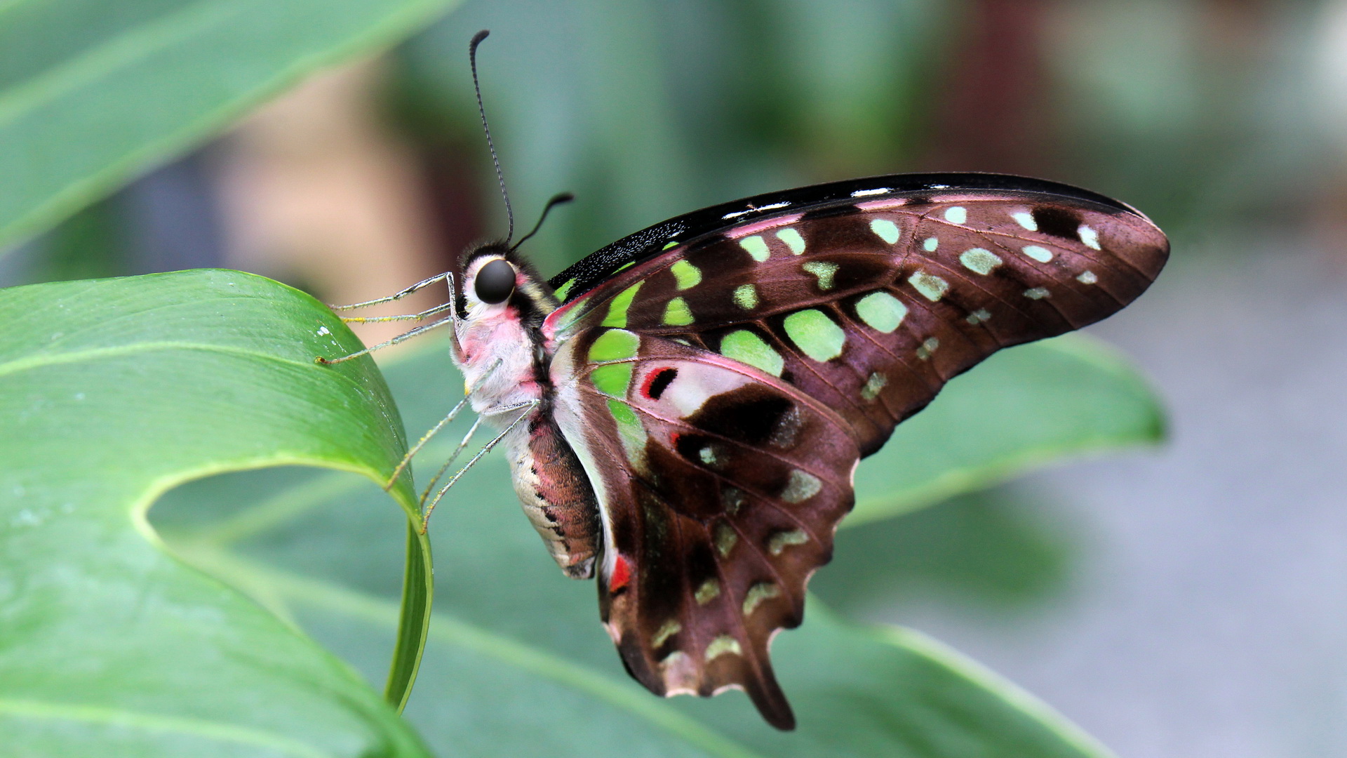 Graphium agamemnon