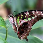 Graphium agamemnon