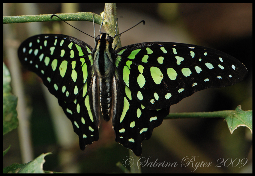 Graphium agamemnon