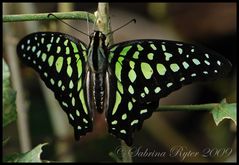 Graphium agamemnon