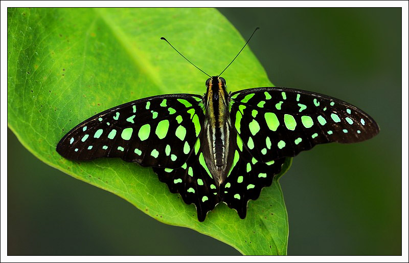 Graphium agamemnon