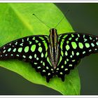 Graphium agamemnon