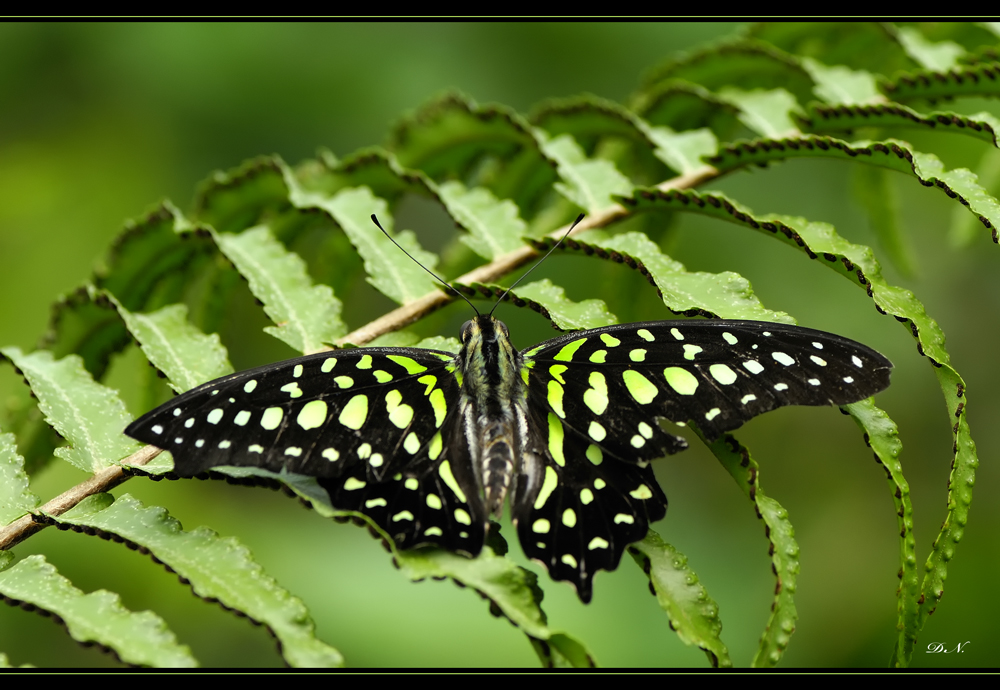 Graphium Agamemnon