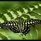 Graphium Agamemnon