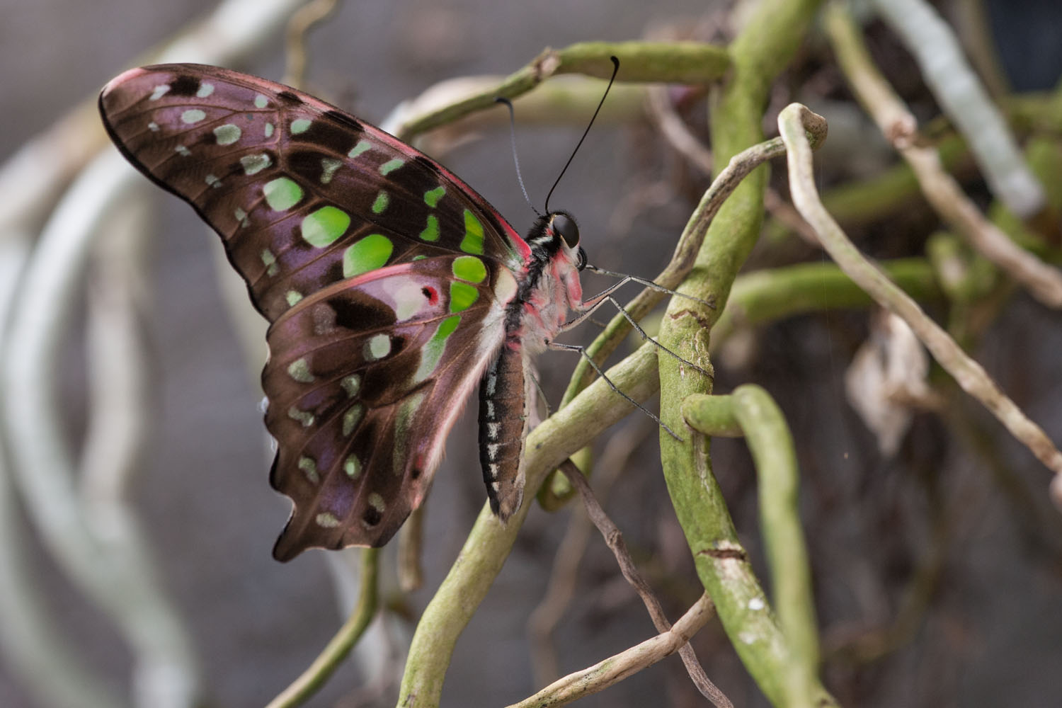 Graphium agamemnon "Geschweifter Eichelhäher"