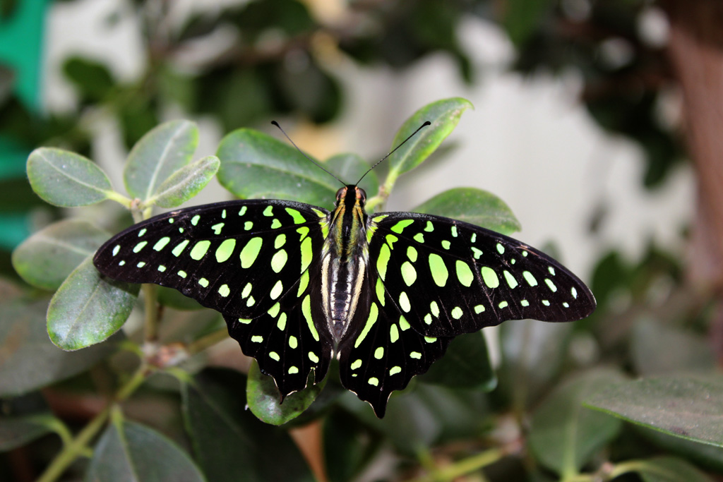 Graphium agamemnon, geschweifter Eichelhäher