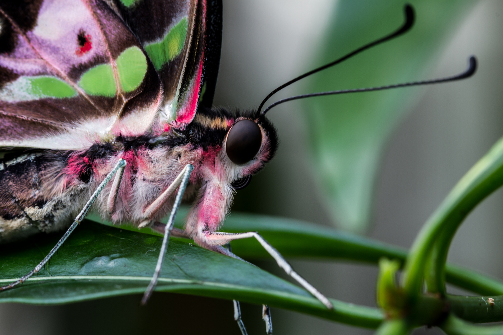 Graphium agamemnon I (Tailed Jay)