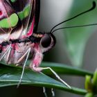 Graphium agamemnon I (Tailed Jay)