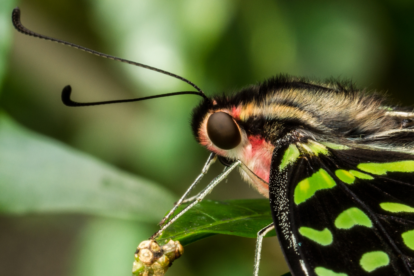 Graphium agamemnon (Tailed Jay)