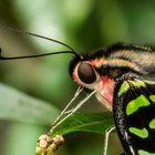 Graphium agamemnon (Tailed Jay)