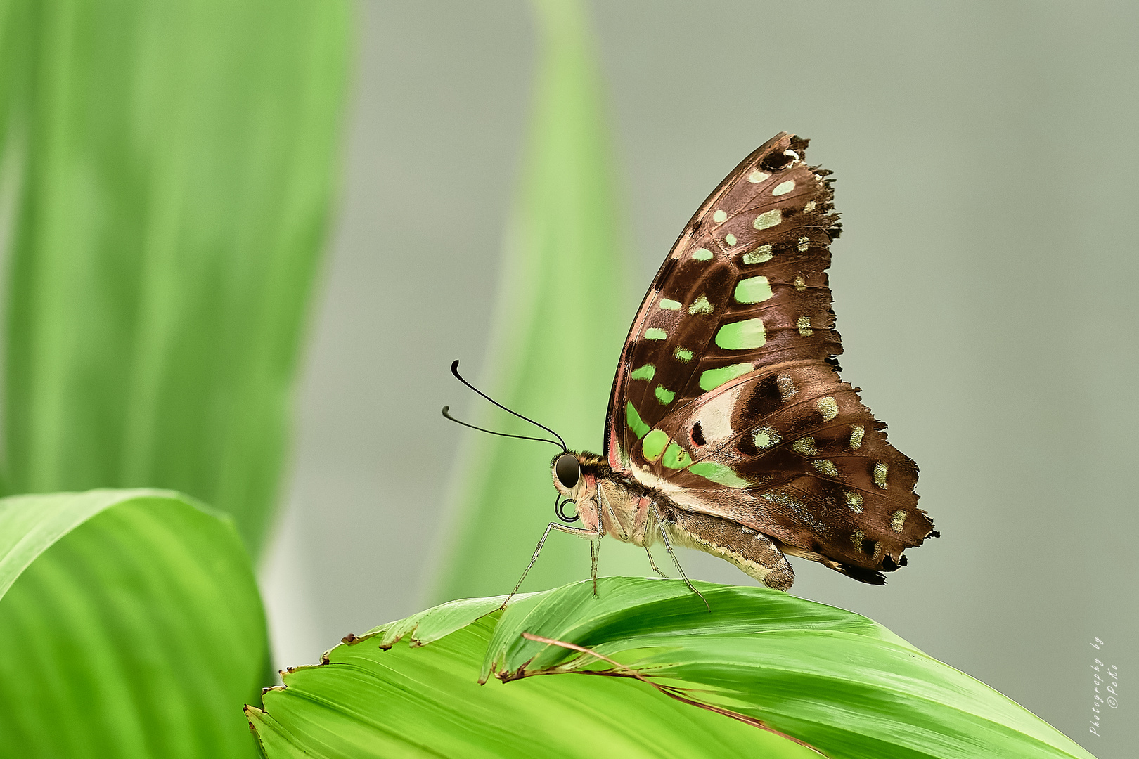 Graphium agamemon