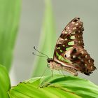 Graphium agamemon