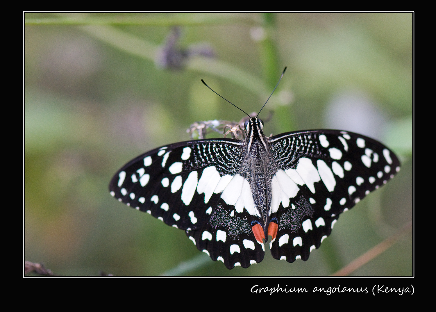 Graphium angolanus