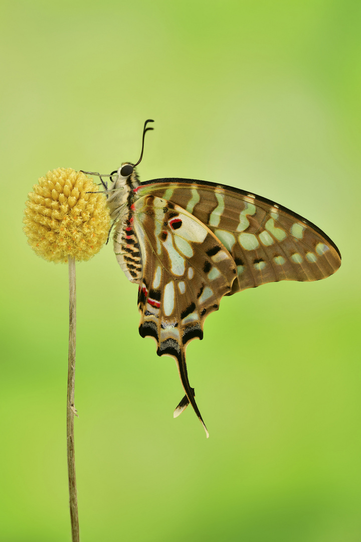 Graphium antheus #2