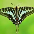 Graphium antheus #2